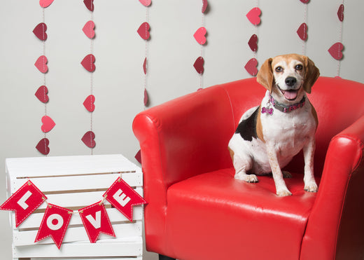 Your Pet Can Be Your Sweetheart on Valentine's Day: Here's Why