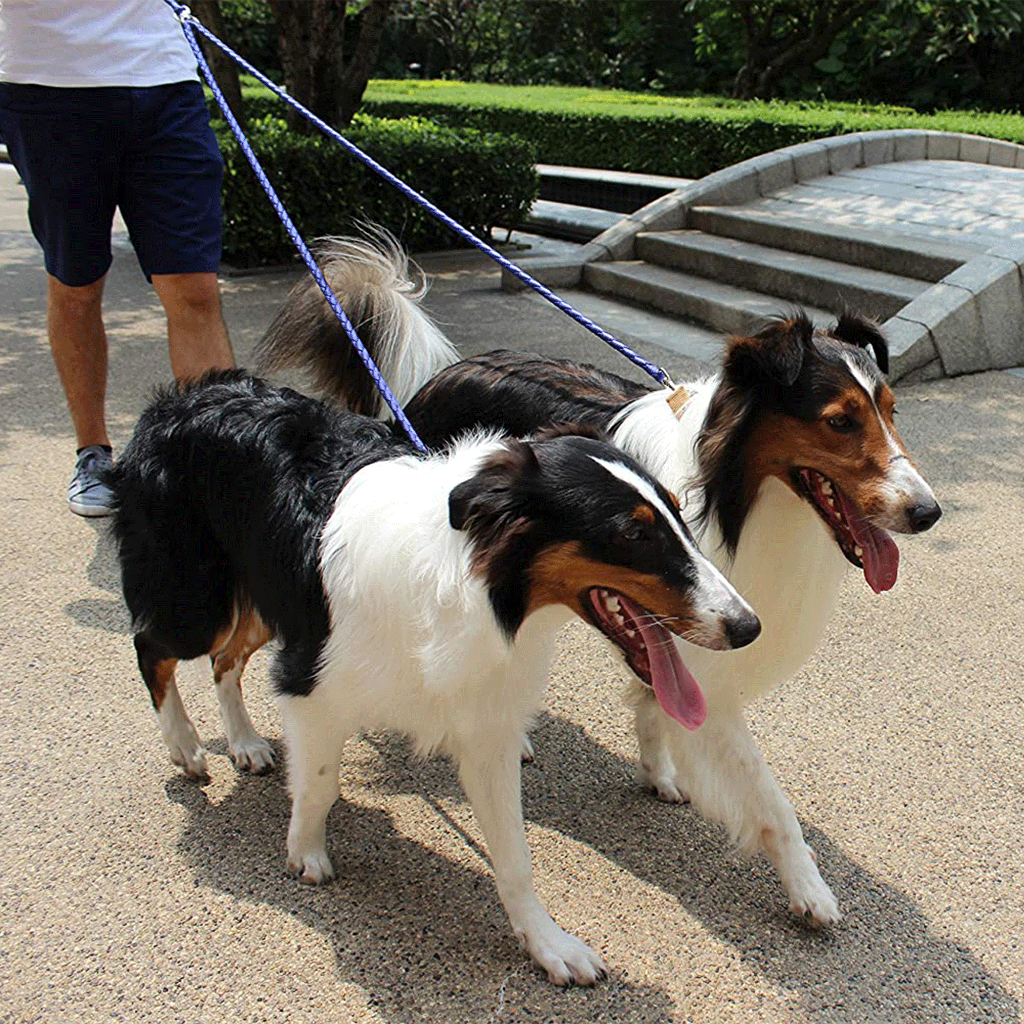 Caldwell s Dual Dog Leash Blue Caldwell s Pet Supply