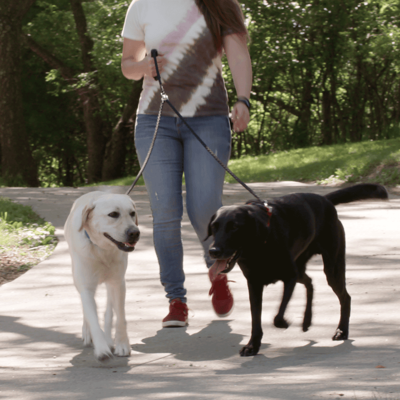 Caldwell's double dog leash online for two dogs