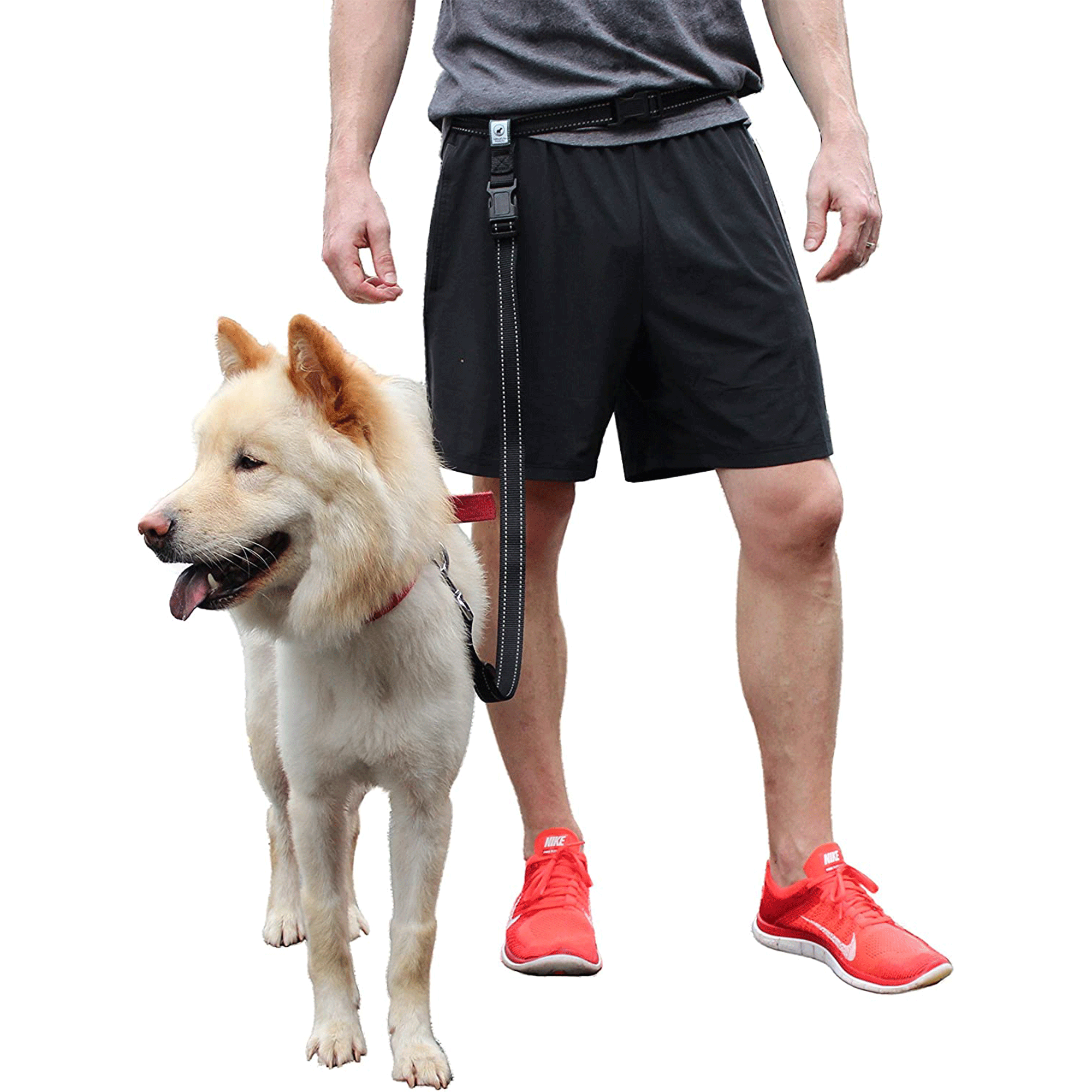 Dog leash around clearance waist